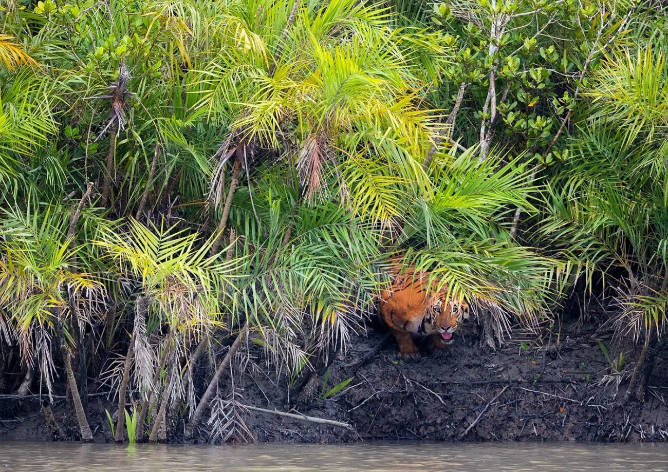 Hiding Tiger