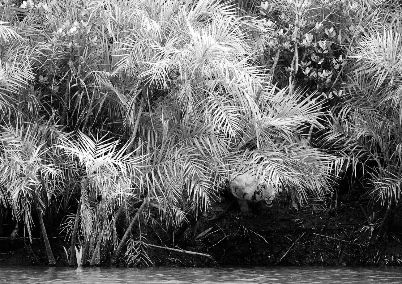 Hidden Tiger