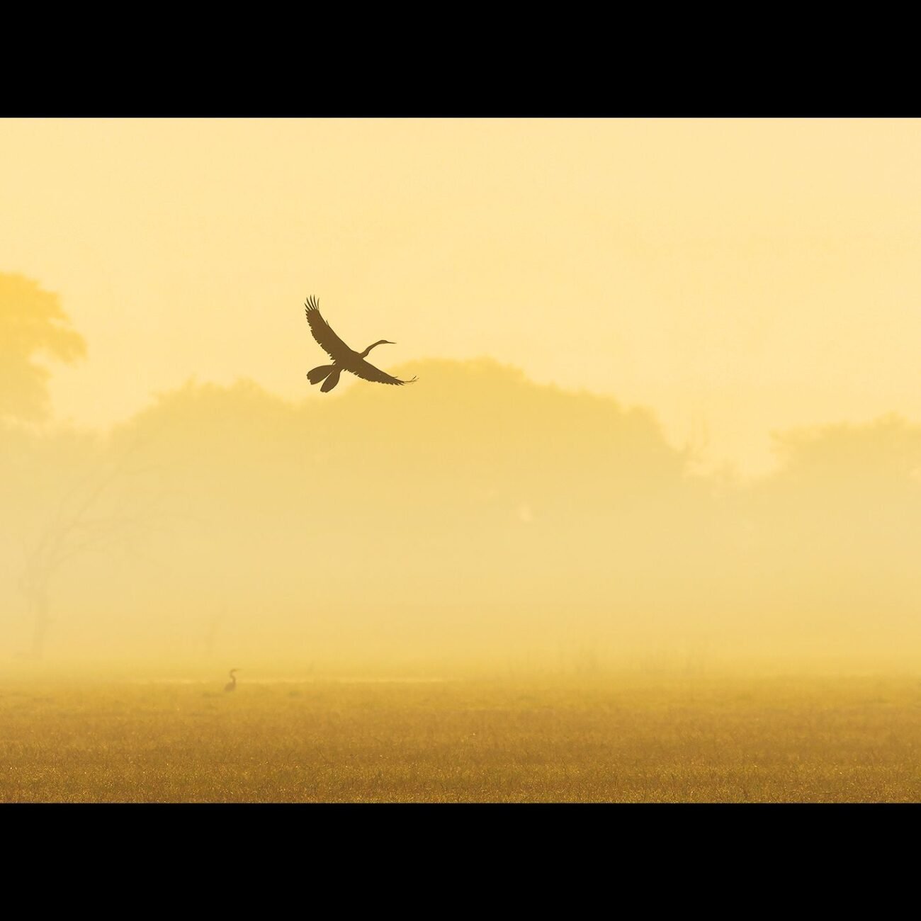 Darter at sunrise