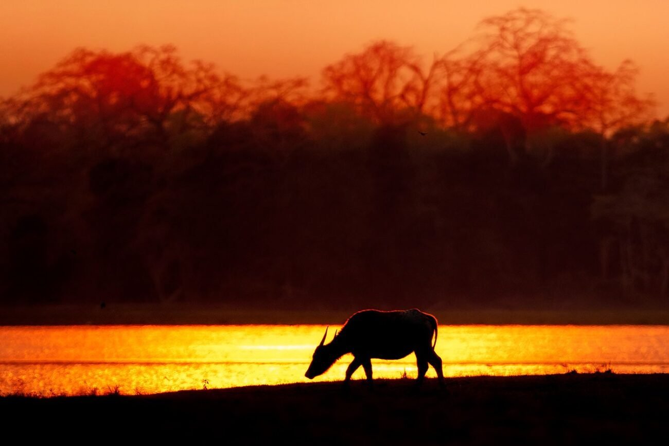Buffalo on fire