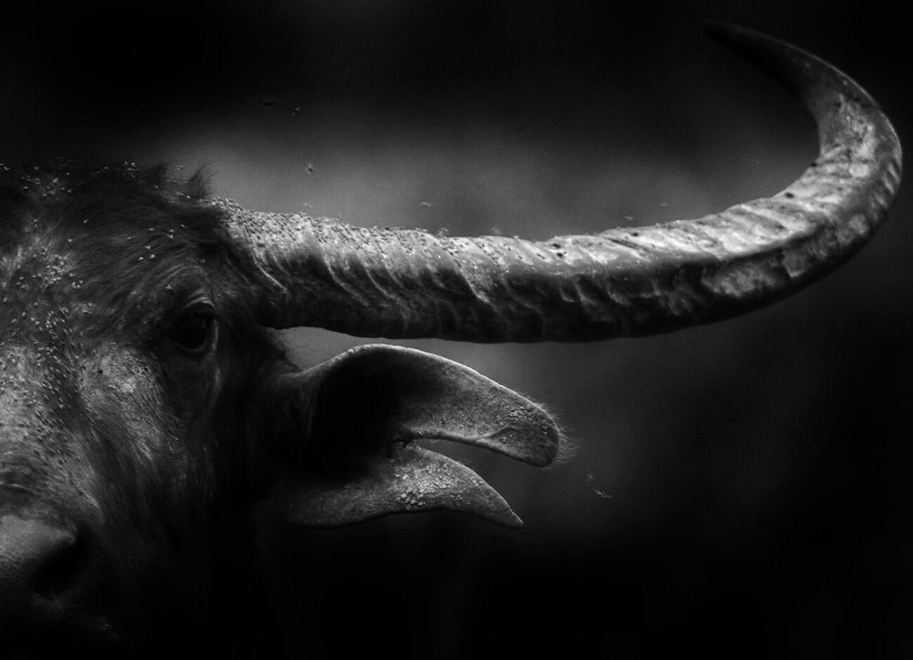 Devil