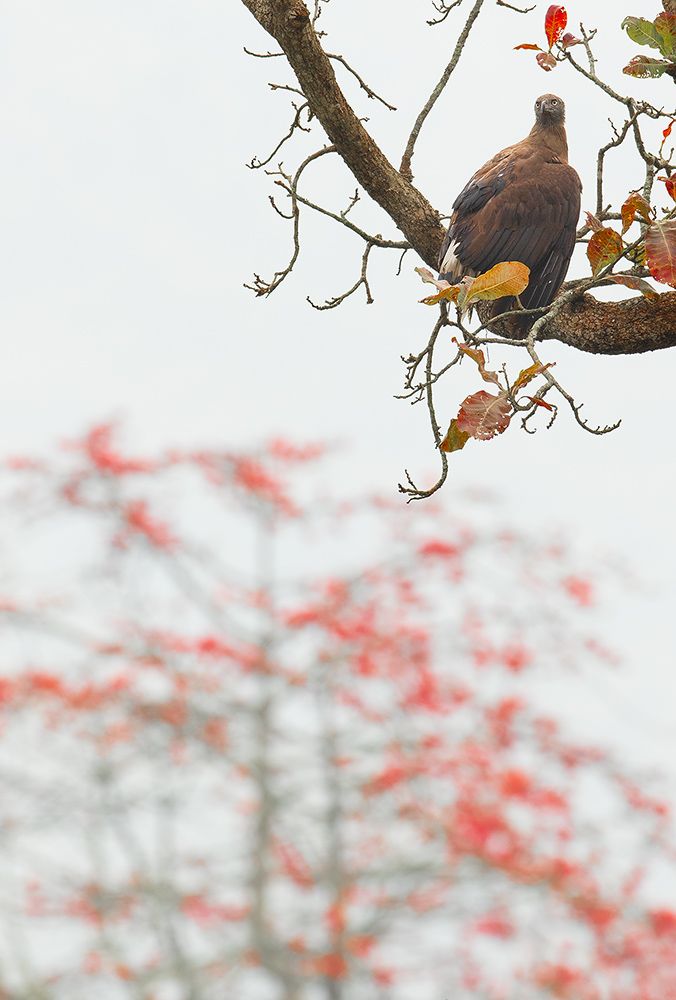 Read more about the article Fish eagle with silk cotton flowers