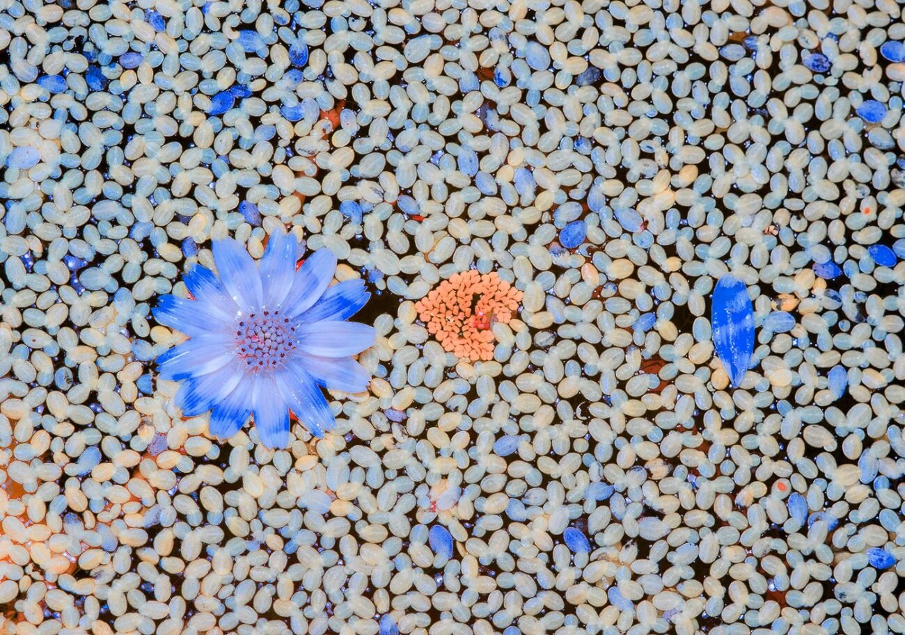 Infrared flowers