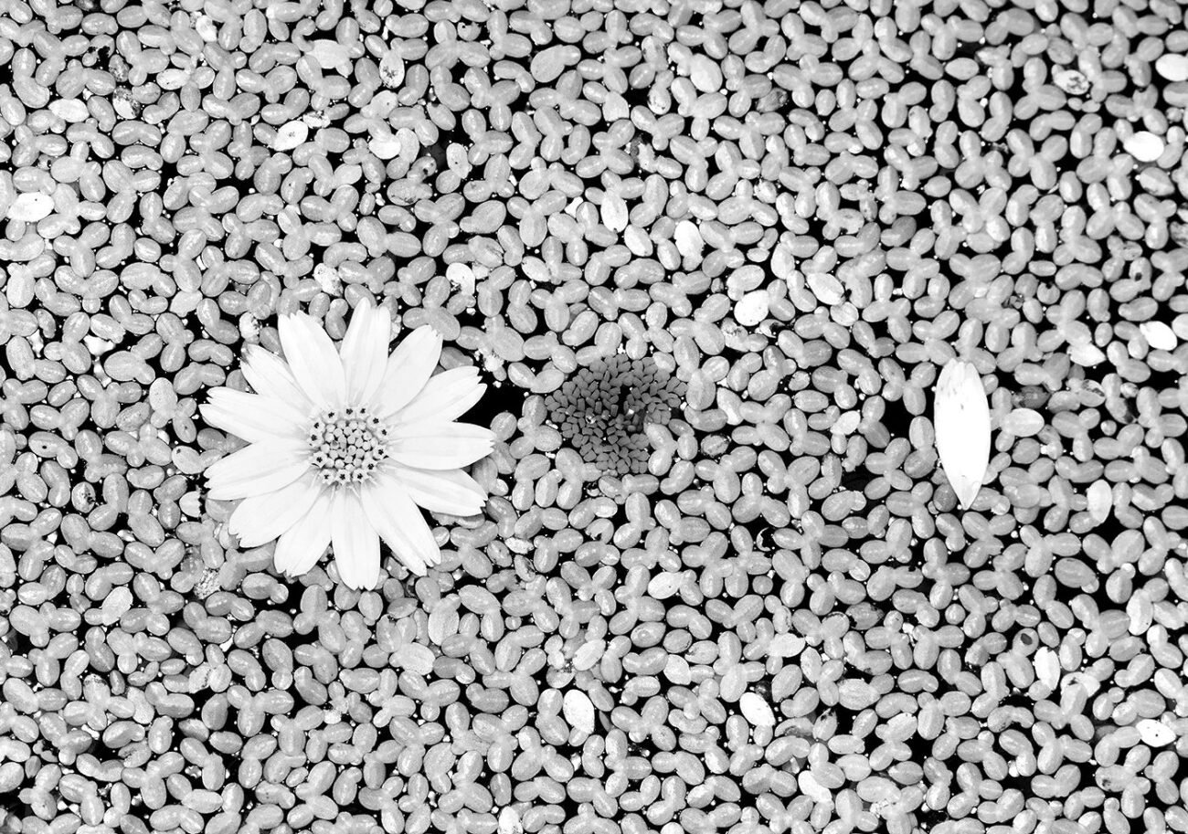 Infrared flowers