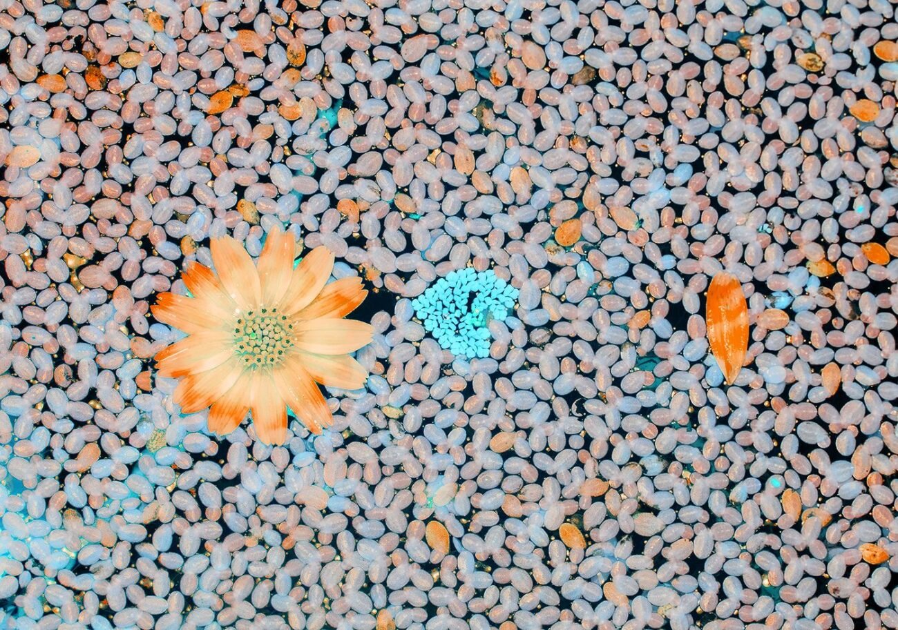 Infrared flowers
