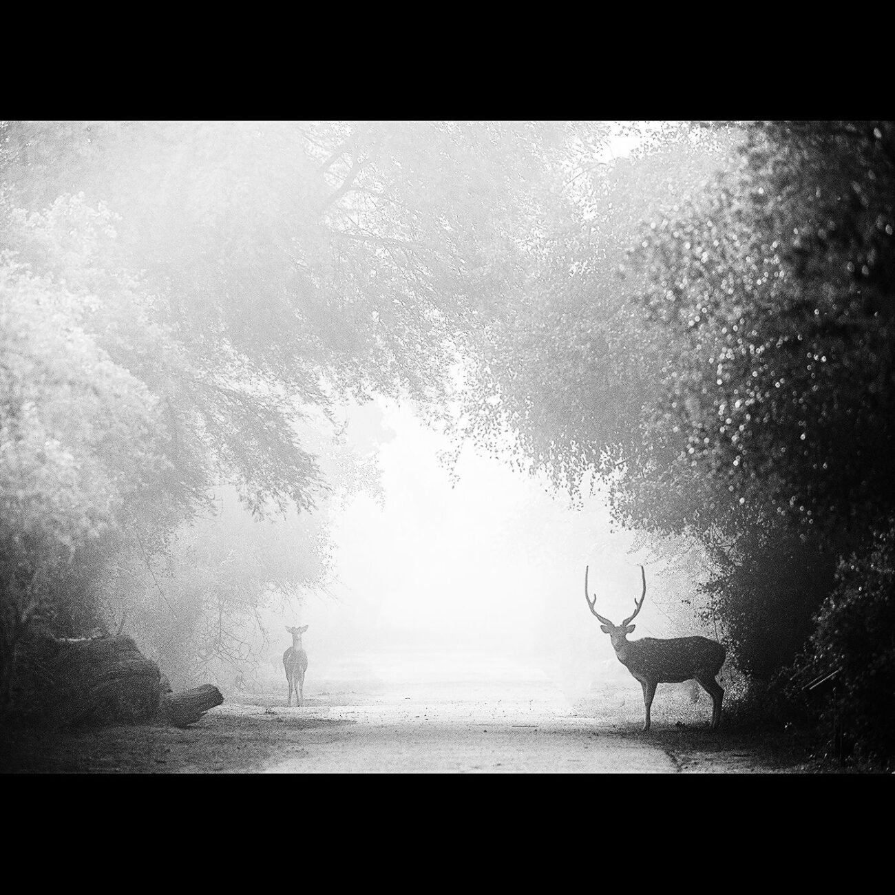 Deer under canopy