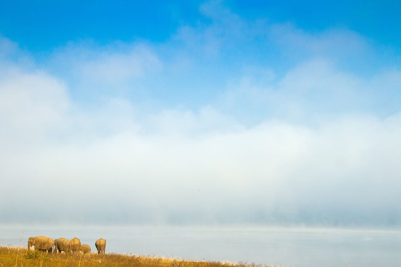 blue elephants