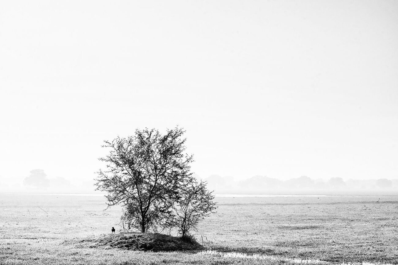 lonely crow