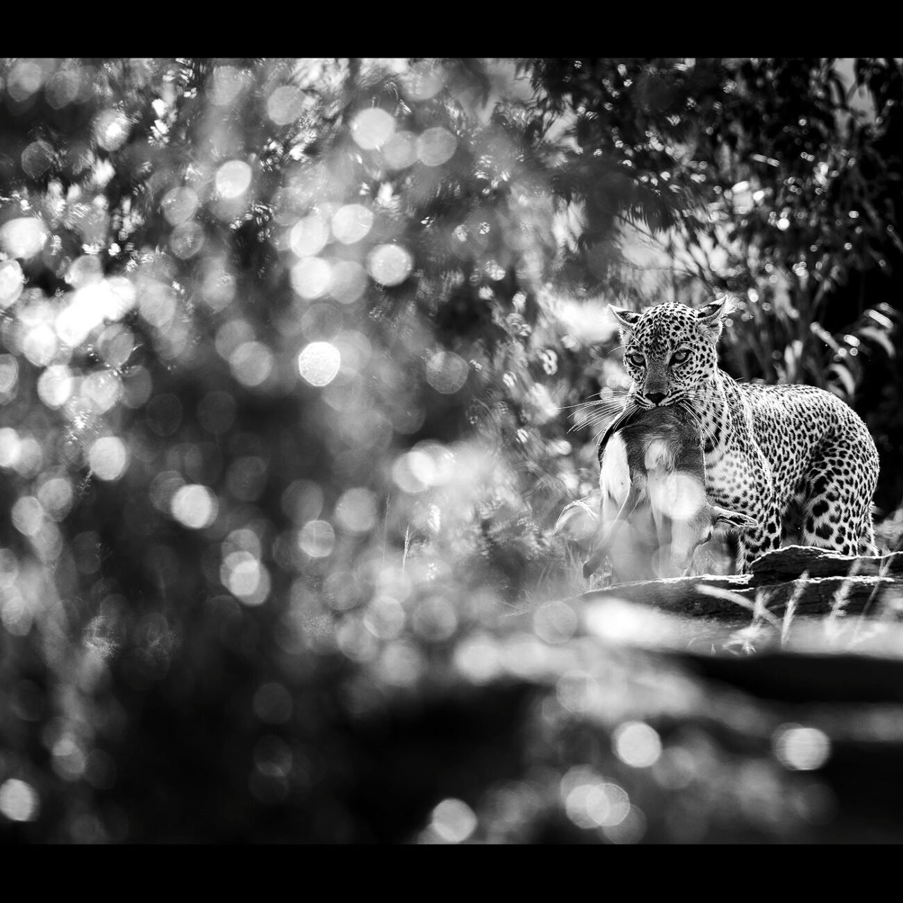 Leopard with kill