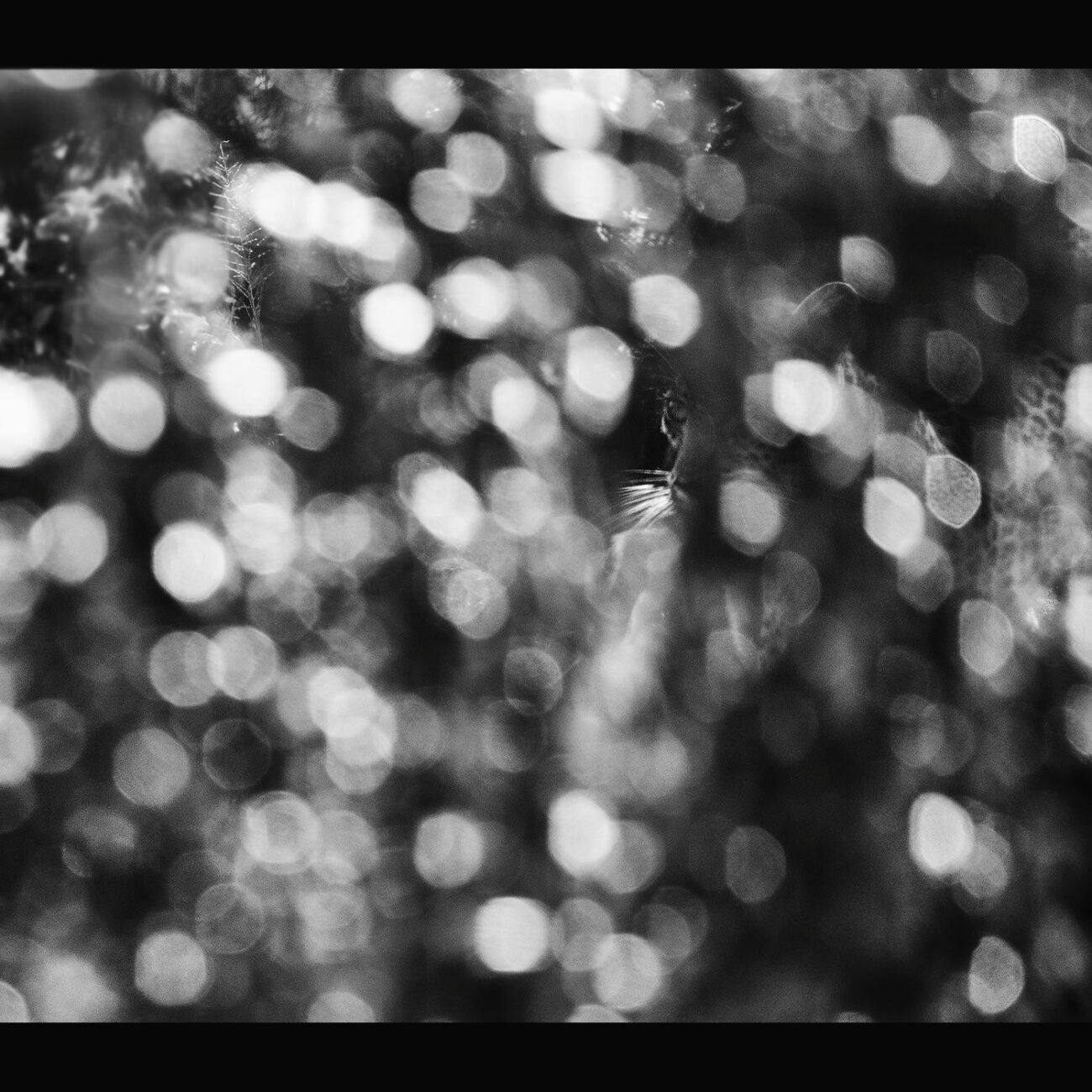 Leopard spotlight