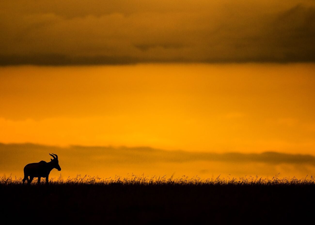 Topi at sunset
