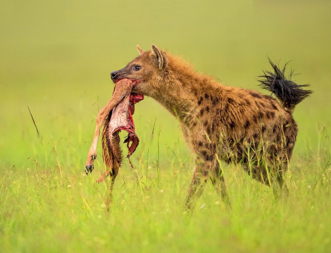 Spotted hyena