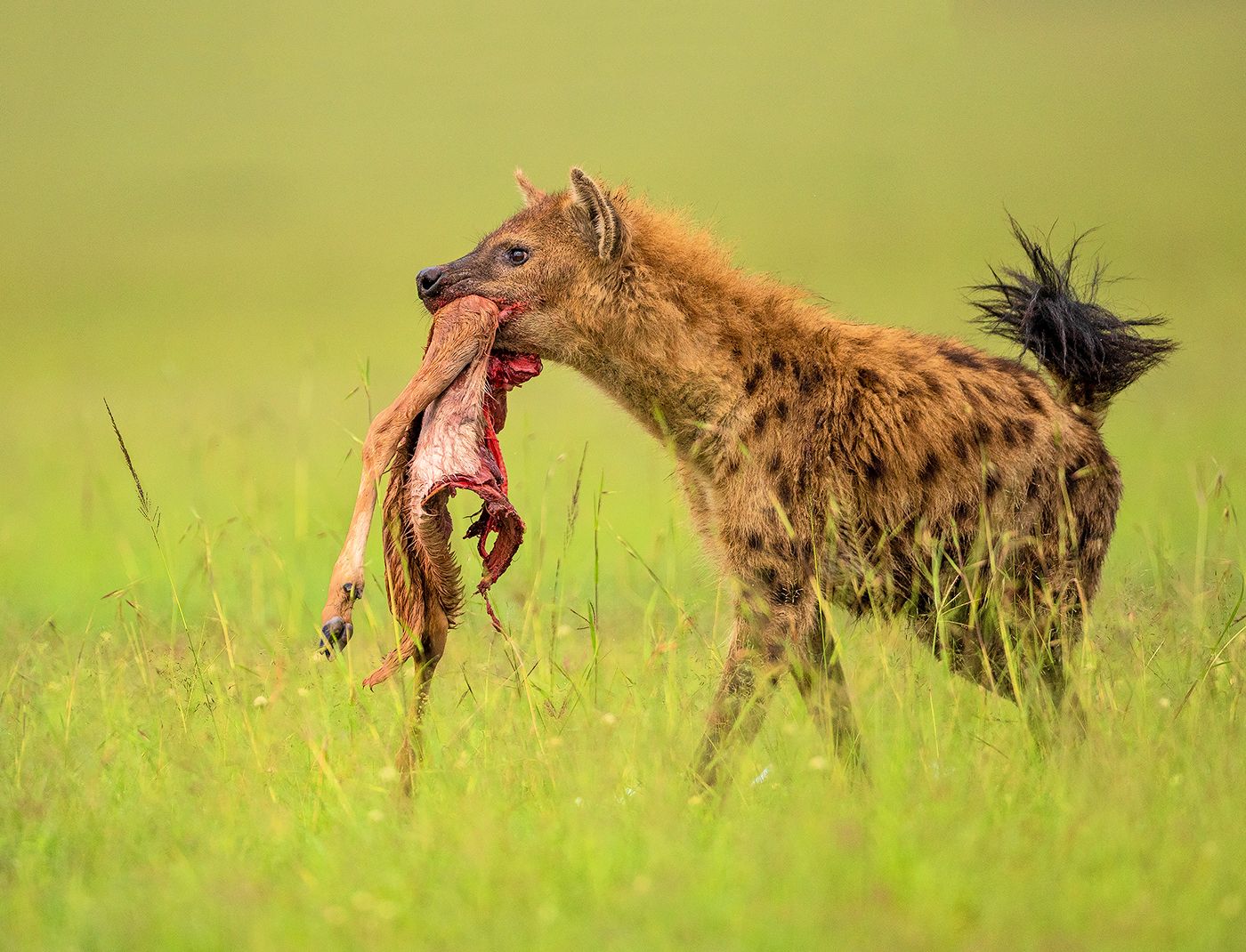 Read more about the article Spotted hyena