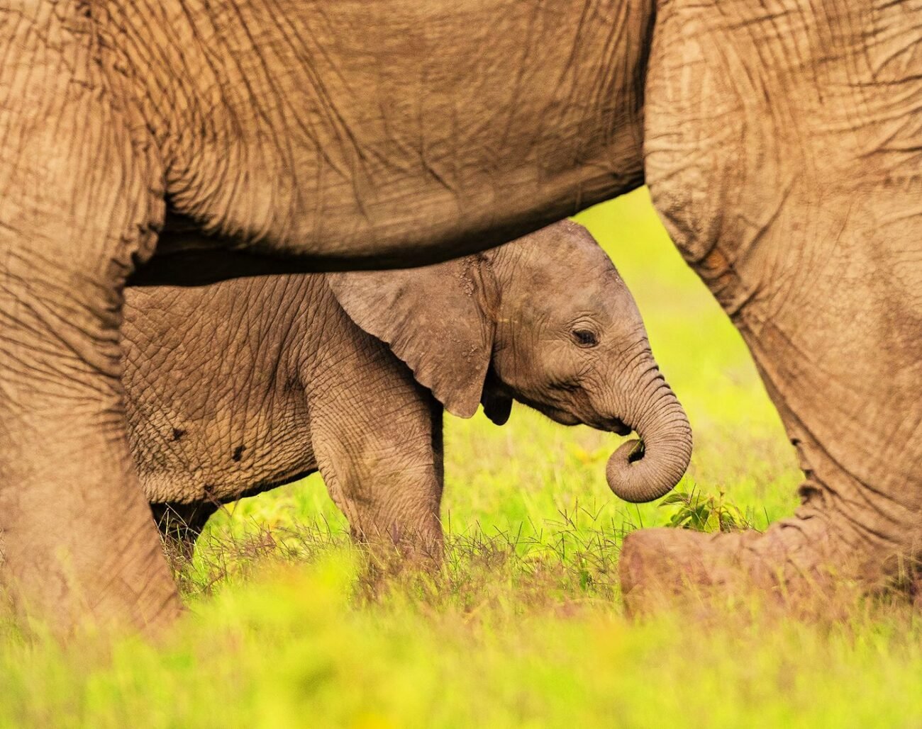 Protected