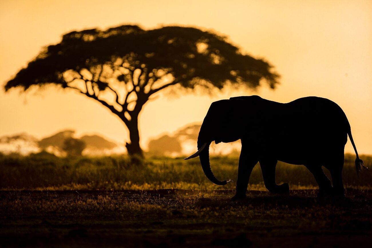 Elephant amboseli