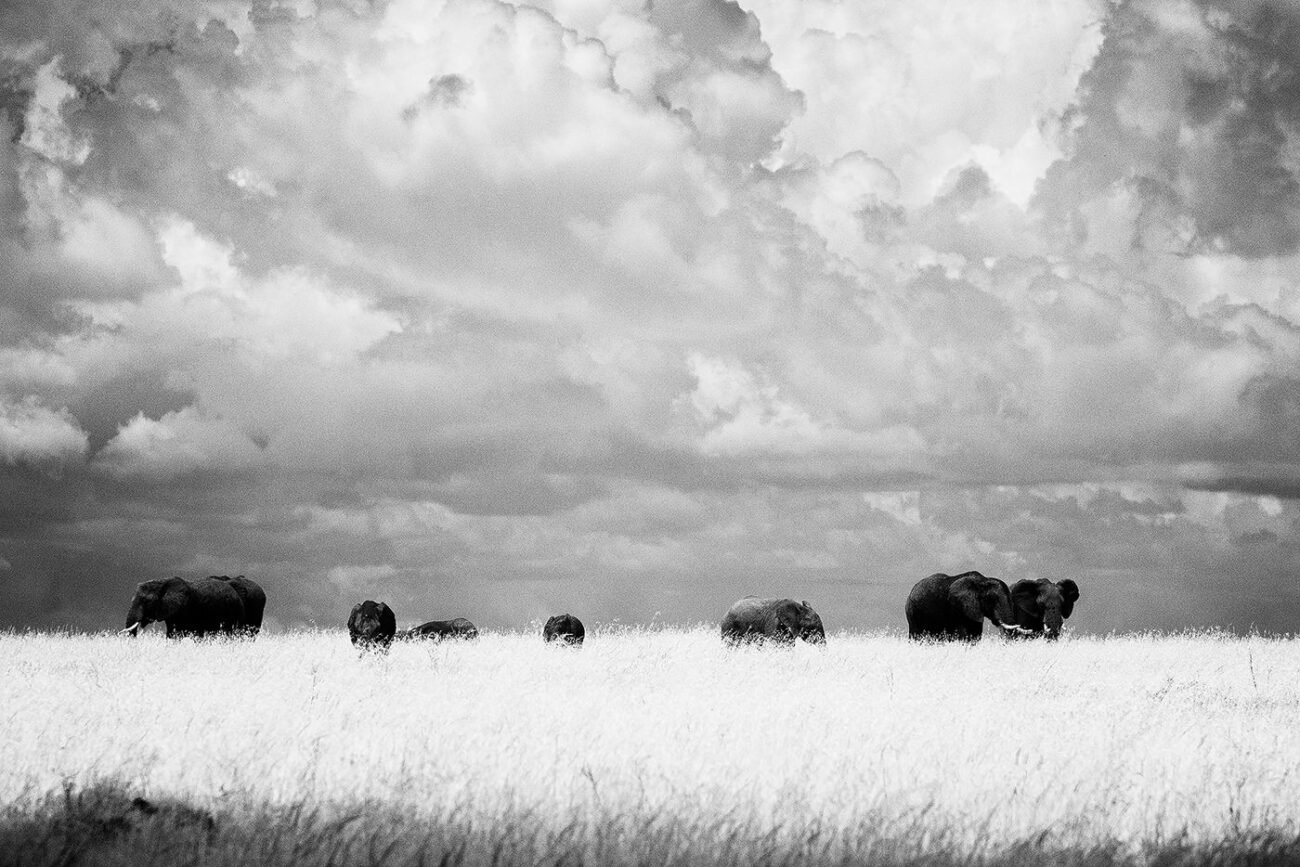 Masai Mara elephants