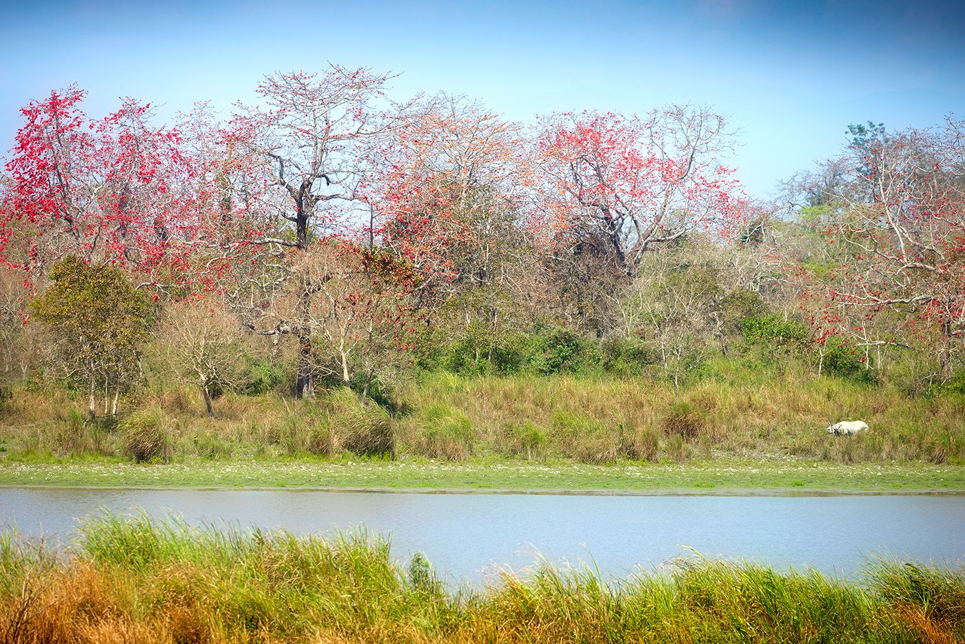 Read more about the article Rhino Garden