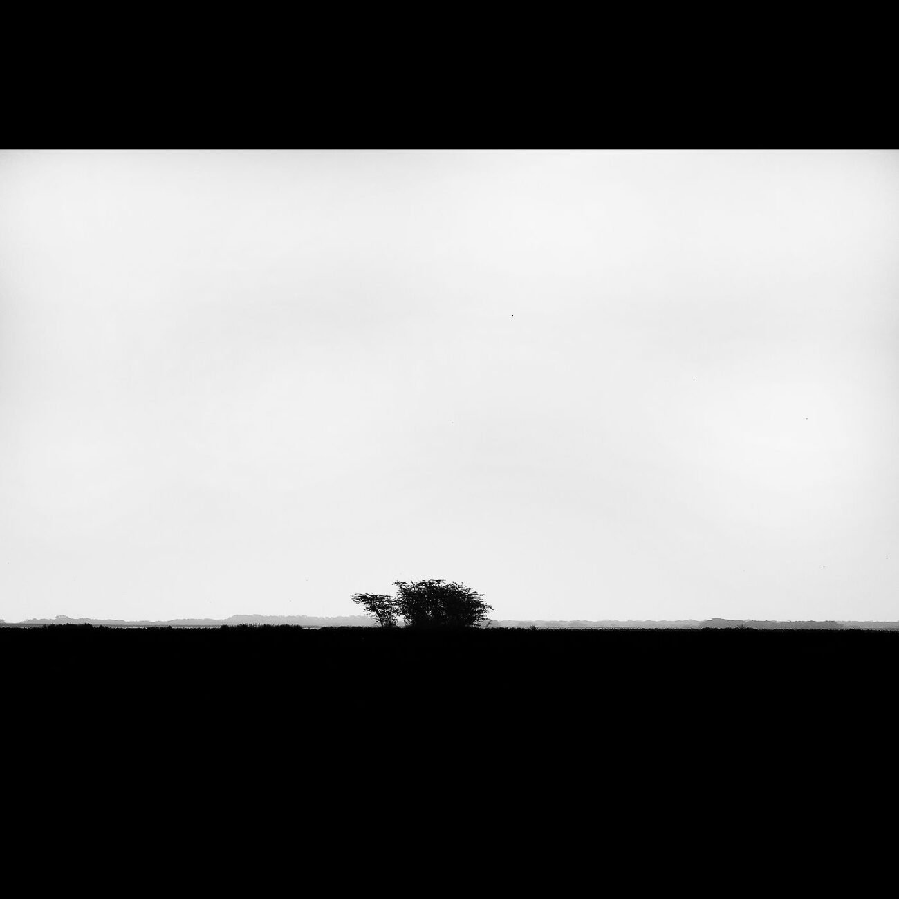 Life in the rann
