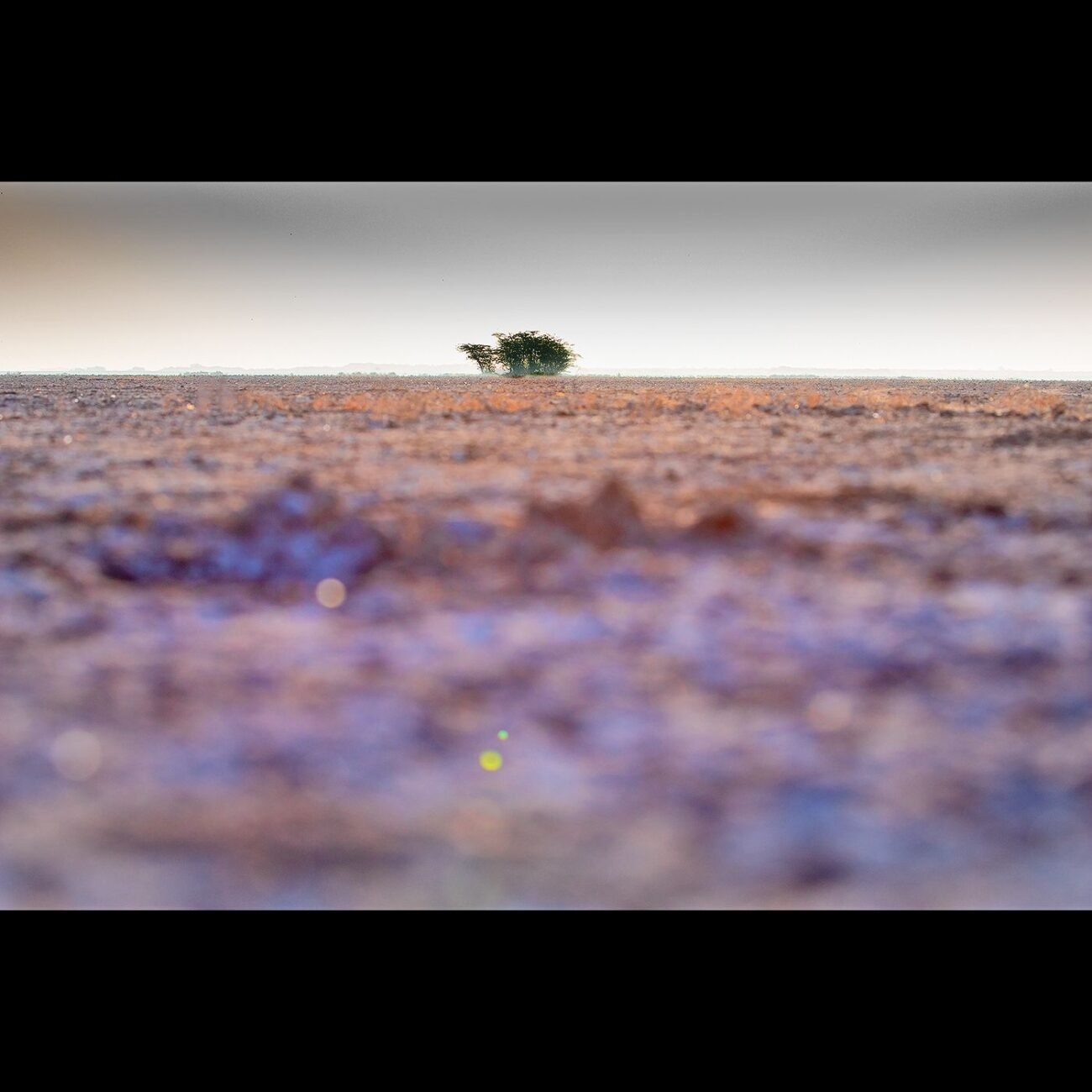 life in the rann