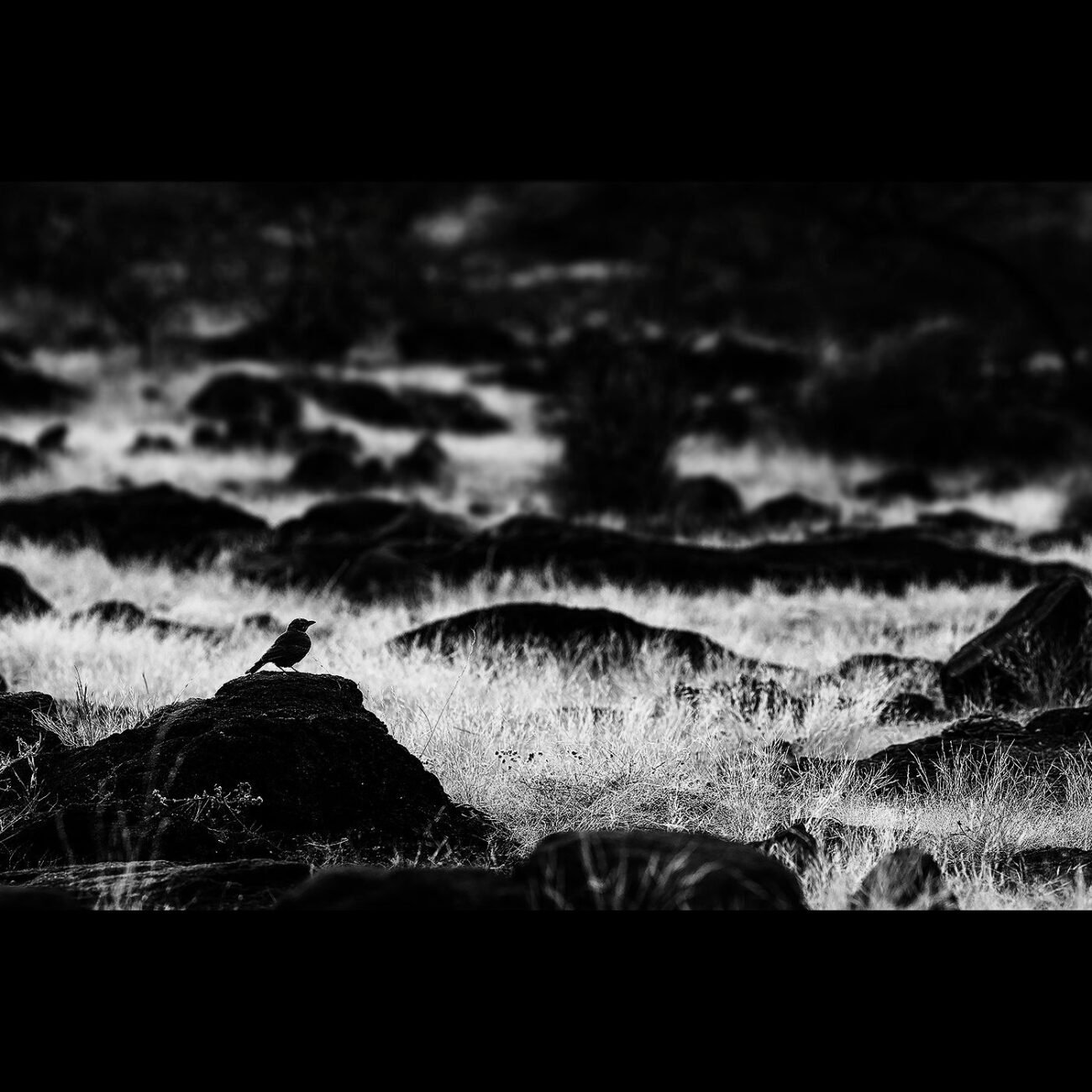Lark rocky home,  grk