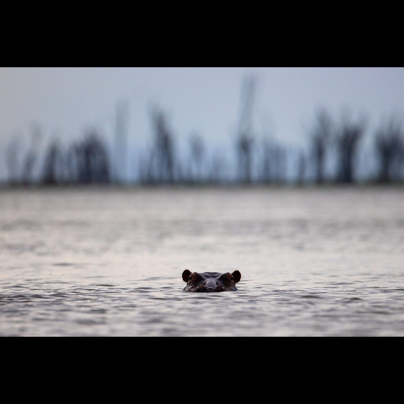 Guardian of the Lake