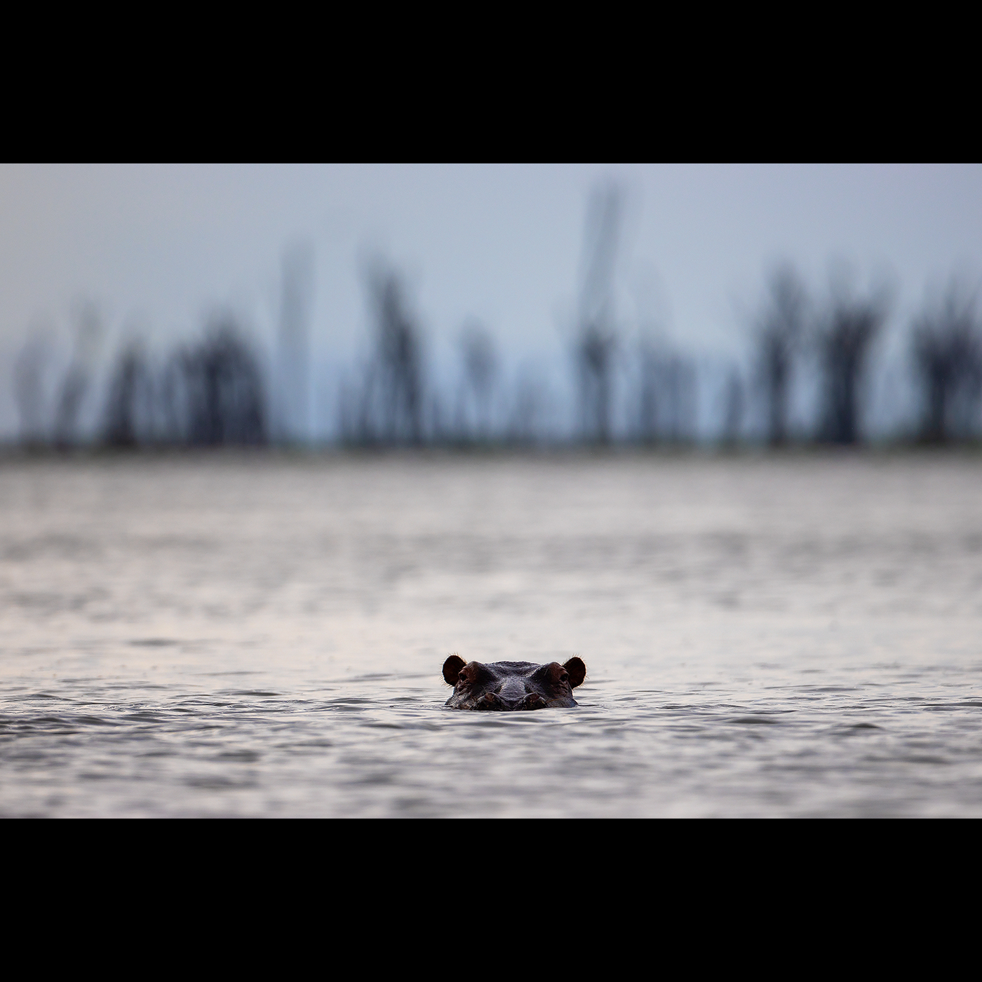 Read more about the article Guardian of the Lake