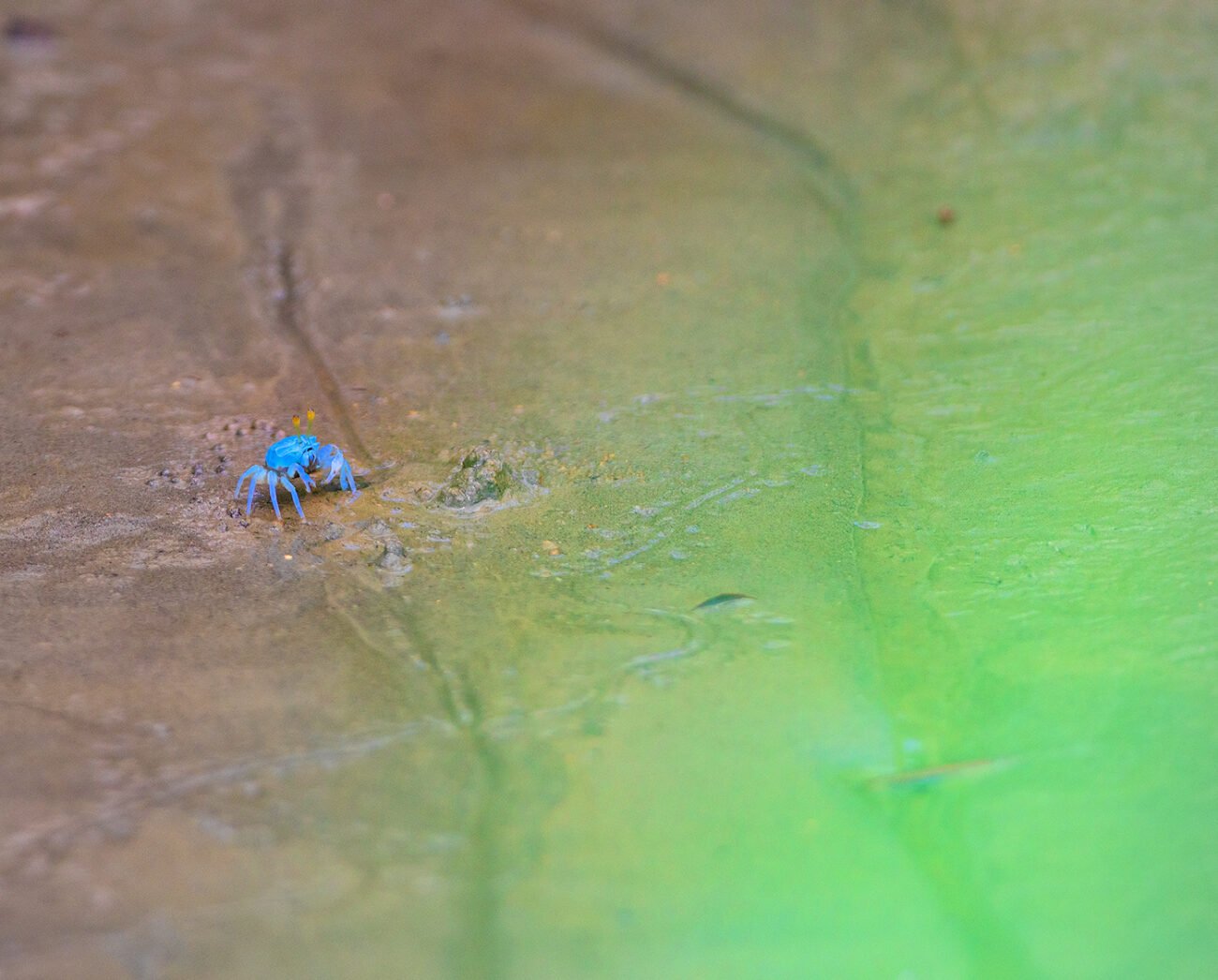 Beautiful Blue