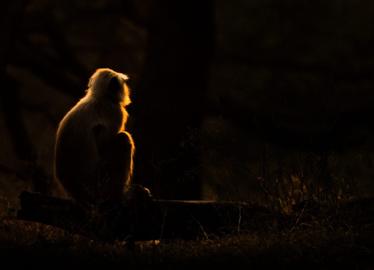 Sunset Meditation