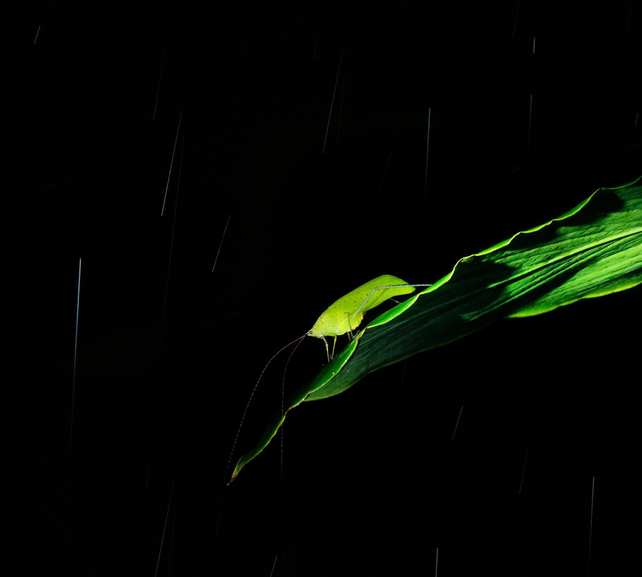 Cricket in the rain