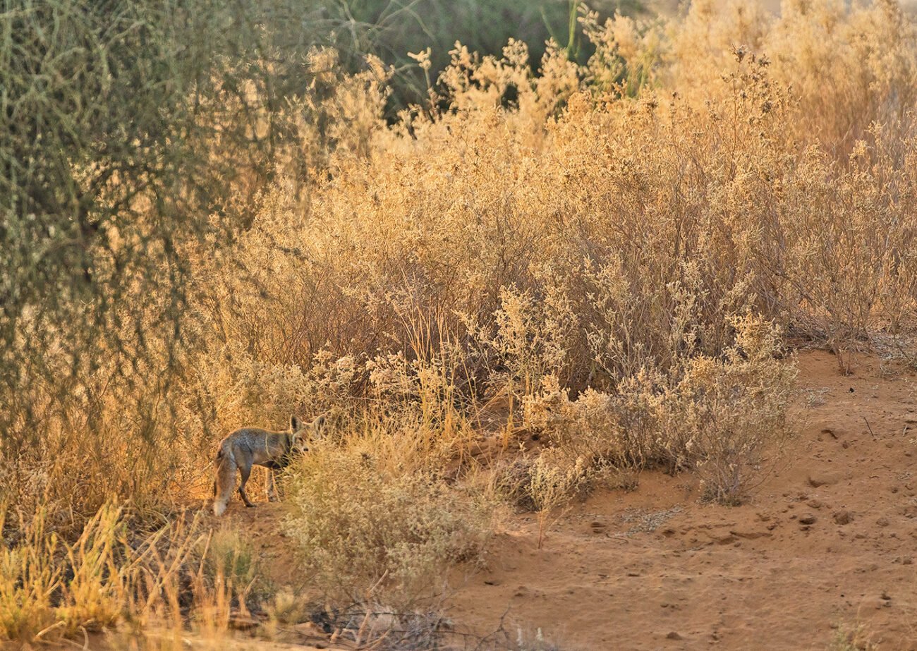 Fox in the Desert