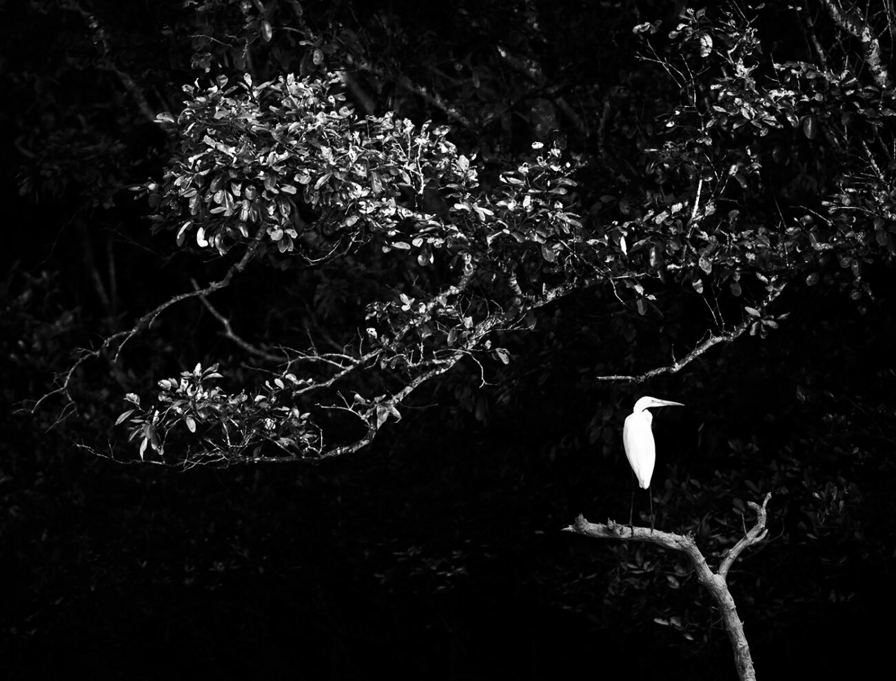 Alone and Unafraid
