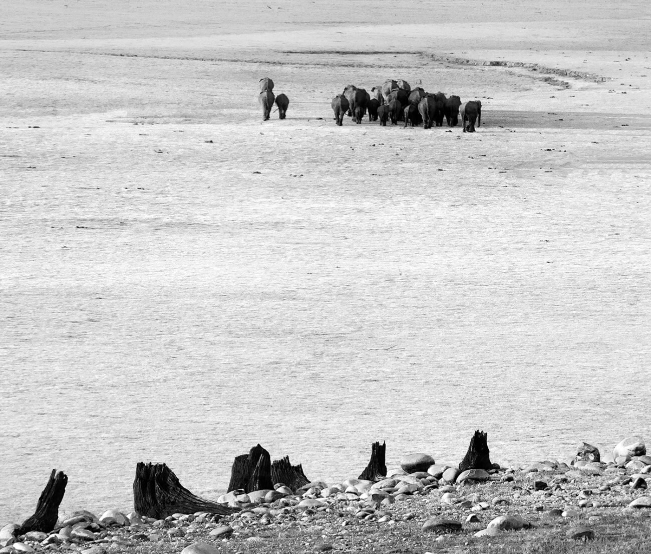 Corbett Elephants