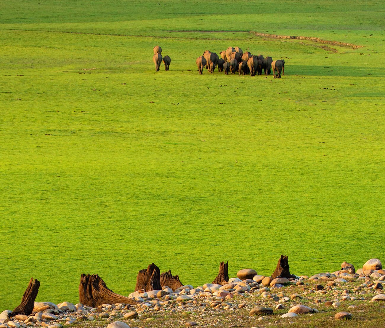 Corbett Elephants