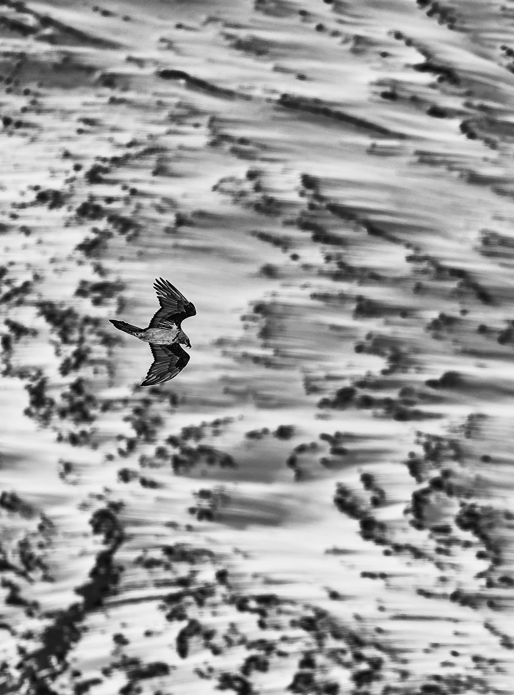 Read more about the article Snow Waves